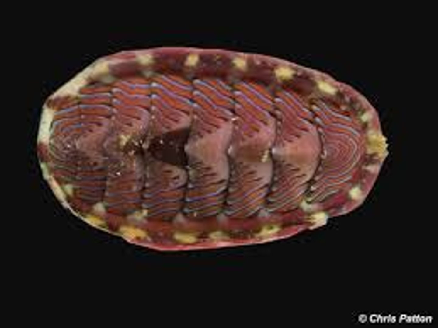 <p>flattened body with eight dorsal calcareous plates; marine, intertidal zone or deep water ( chitons)</p>