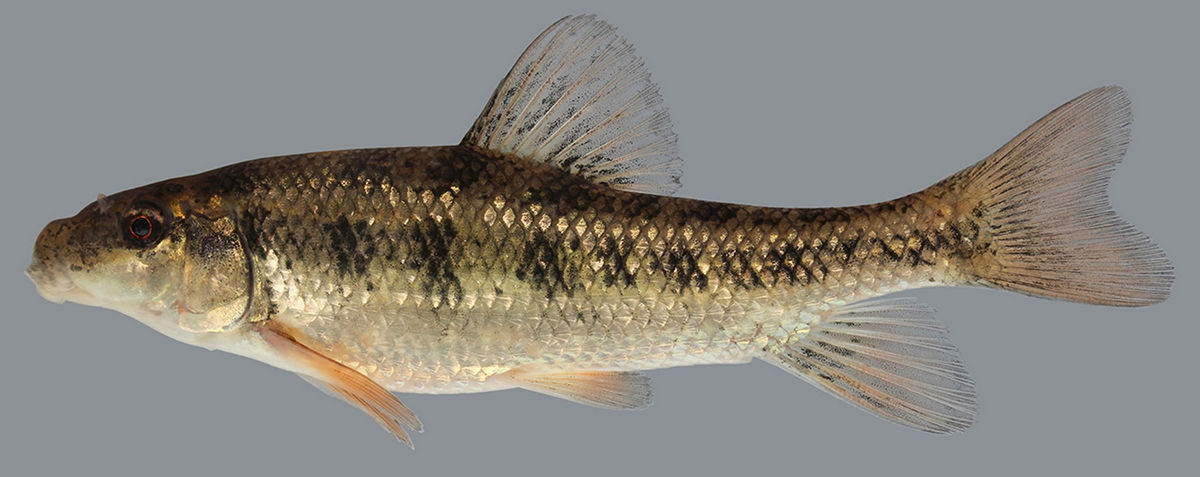 <p>Creek Chubsucker</p>