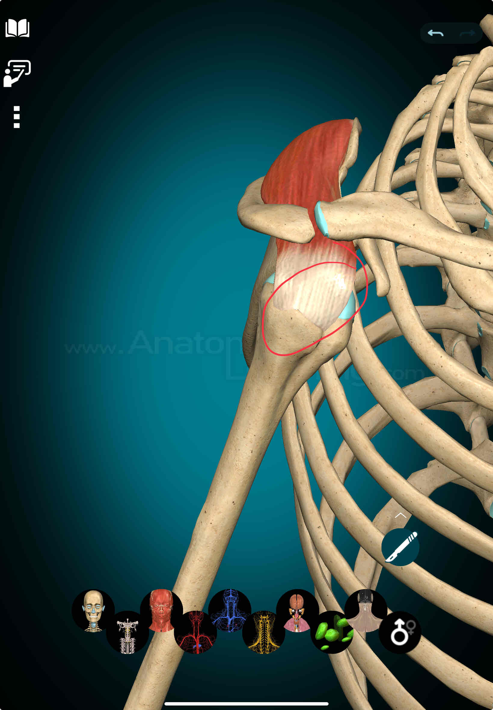 <p>Supraspinatus Insertion</p>