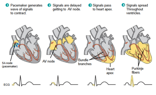 <ol><li><p>SA node, contract</p></li><li><p>delayed, AV</p></li><li><p>heart apex</p></li><li><p>ventricles</p></li></ol><p></p>