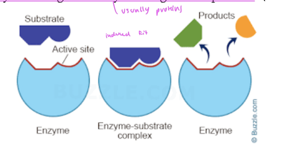 <p>the ligand for an enzymatic rxn that gets changed by the rxn</p>