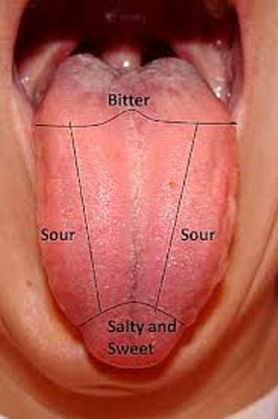 <ul><li><p>Gustatory sense</p><ul><li><p>Chemical</p></li></ul></li><li><p>Receptors</p><ul><li><p>Taste buds detect chemicals dissolved in saliva</p></li><li><p>Located in small bumps or papillae on tongue, palate and back of mouth (throat – pharynx); tiny rounded structures made up of gustatory &amp; supporting cells</p></li><li><p>Each taste bud has 50-100 sensory receptor cells</p><ul><li><p>Modified dendrites (hairs) of cells project up into taste pores – tiny openings on surface of taste buds</p></li></ul></li><li><p>Molecules or ligands are spread around the mouth in saliva and come into contact with dendrites</p></li></ul></li></ul>