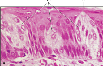<ul><li><p>usually located on the central part and have superficial taste receptors that are responsible for making contact with dissolved molecules of food and producing a taste sensation</p></li></ul><p></p>