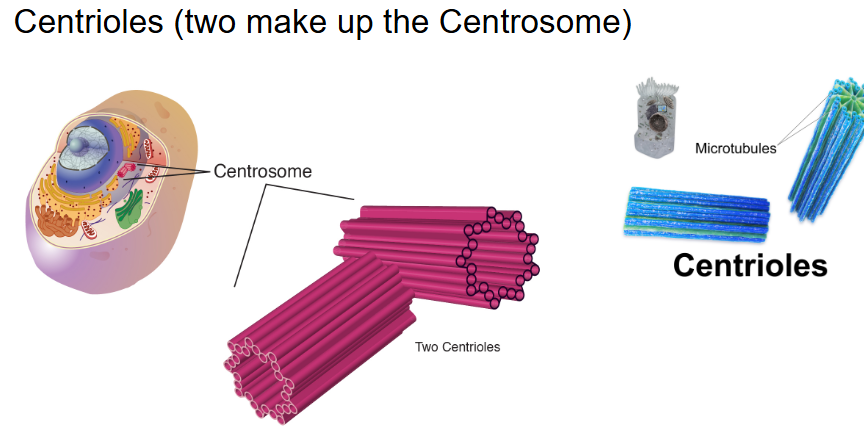 <p>Biomolecules:</p><ul><li><p>proteins = parried barrel-shaped organelles located in the cytoplasm of animal cells near the nuclear envelope</p></li><li><p>centriole + centriole = centrosome</p></li><li><p>only eukaryotic + animal cells</p></li></ul><p>Function:</p><ul><li><p>help to determine the location of the nucleus and organelles in the cell + organize cells for division + support/skeletal system</p></li></ul><p></p>