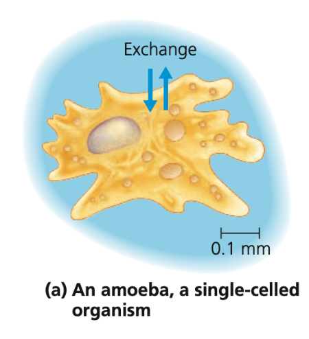 Unicellular
● _______ has a sufficient membrane surface area in contact with environment to facilitate exchange