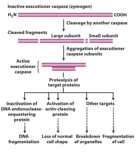 <p>- in addition to activating other caspases, executioner caspases cleave target proteins in the damaged cell</p><p>- one target is a "sequestering" protein that forms a complex with DNA endonuclease, holding it in the cytoplasm</p><p>- Sequestering protein cleaved, endonuclease free to enter nucleus, chop up DNA</p><p>- another target is protein, cleaved by caspases, cleaves actin, major component cytoskeleton and loss of cell shape</p><p>.</p><p>- it first targets DNA endonuclease-sequestering protein (which is a protein that sequesters binding DNA endonuclease, basically chops up DNA)</p><p>- actin gives cell shape</p>