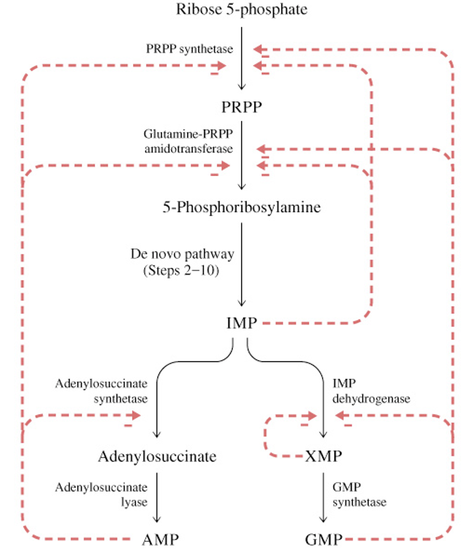 <ul><li><p>no inhibition during step 2-10</p></li></ul><p></p>