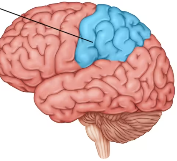 <ul><li><p><span>large area, 1/2 of brain</span></p></li><li><p><span>goal oriented behavior, future planning</span></p></li><li><p><span>believed responsible for abstract thought and emotional control</span></p></li><li><p><span>contains Broca's area: controls muscles involved in speech</span></p></li><li><p><span>thin,vertical strip at back of cortex, motor cortex: sends signals to our muscles; involuntary movement</span></p></li></ul><p></p>
