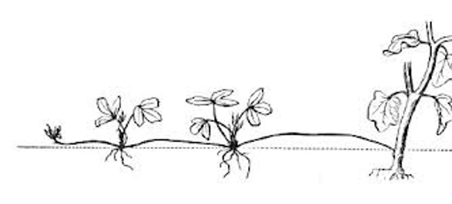 <p>1. spread and promote (an idea, theory, etc.) widely.</p><p>2. breed specimens of (a plant or animal) by natural processes from the parent stock.</p>