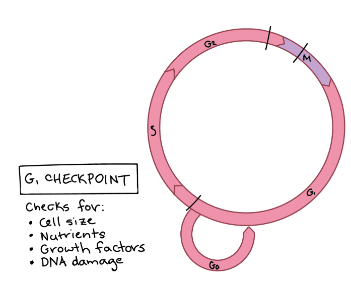 Checks cell size and DNA integrity.