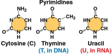 <p>Pyrimidines</p>