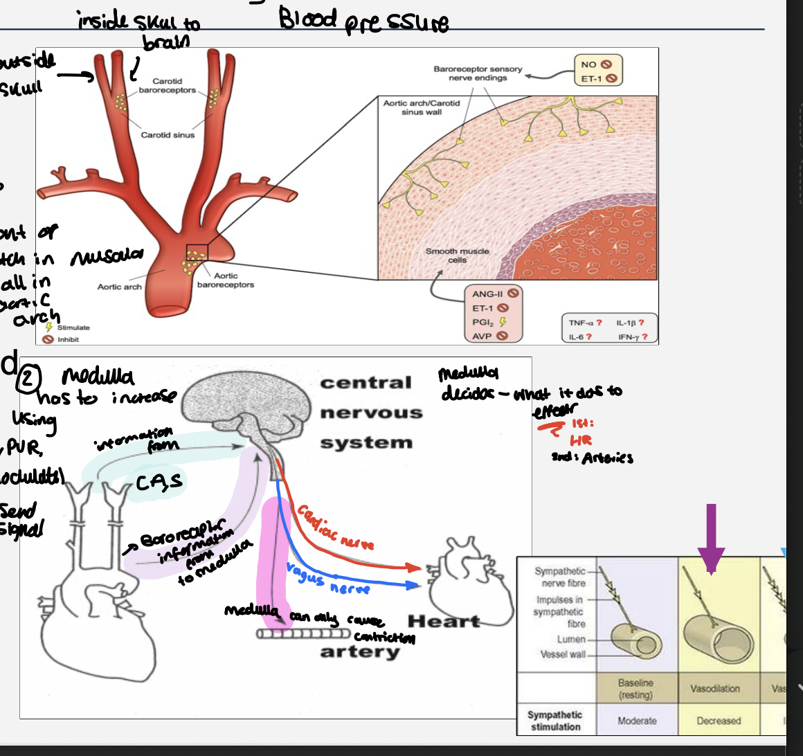 <p><strong>Arterial Baroreceptors </strong></p><ul><li><p>bp changes = stimulus ,</p></li></ul><p>Detected by baroreceptors - neuron clusters in muscle wall: </p><p>aorta, carotid sinus ( carotid artery ) - sense the amount of stretch in muscular walls in the aortic arch </p><p></p><p><strong>if blood pressure too low </strong></p><ul><li><p>if the stretch is lower than the range </p></li></ul><ul><li><p>medulla has to increase using co ,pvr </p></li><li><p>impulse sent to the cardiac centre </p></li><li><p>the cardiac accelerator nerve activated </p></li><li><p> heart rate increases ,  the cardiac output  increase </p></li><li><p> PVR increases - vasoconstriction </p></li></ul><p>note- medulla only can constrict </p><p></p><p><strong>If blood pressure is too high </strong></p><ul><li><p>if the stretch is higher than the range </p></li><li><p>medulla sends the impulses to the cardiac centre </p></li><li><p>the vagus nerve activated </p></li><li><p>the heart rate decreases , the cardiac output decreases </p></li><li><p>PVR  Decreases - vasodilation </p></li></ul><p></p>