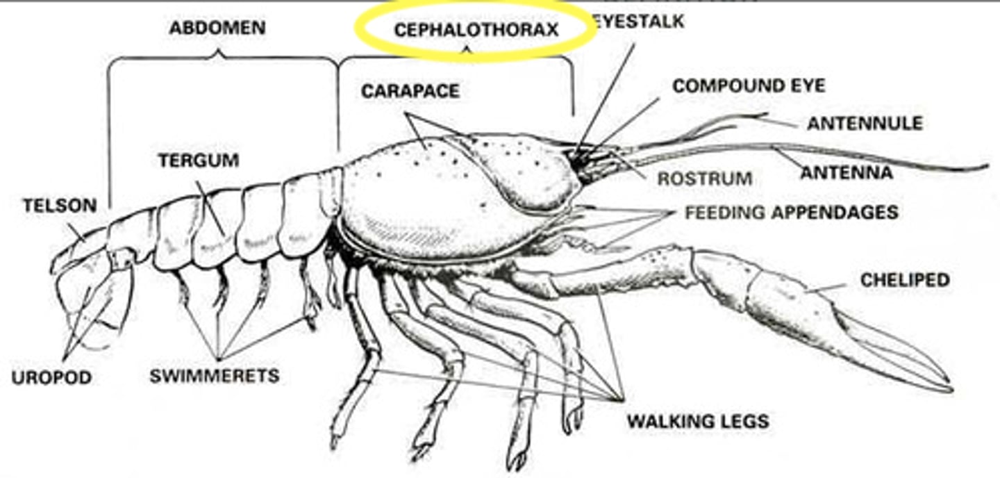 <p>the first segment of a crayfish, consisting of a head fused to the thorax.</p>