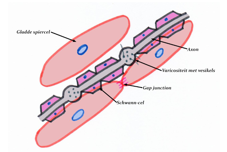 <p>→ minder gespecialiseerd</p><ul><li><p>echte motorische eindplaten zijn er niet</p></li><li><p>axonen die gladde spiervezels innerveren → tonen over verloop varicositeiten gevuld met synaptische vesikels</p><ul><li><p>axonen: niet gemyeliniseerd (autonoom zenuwstelsel)</p></li><li><p>synaptische vesikels: met acetylcholine &amp; noradrenaline</p></li></ul></li><li><p>sarcolemma van gladde spiervezels: toont geen gespecialiseerde postsynaptische celmembraan &amp; kan over volledig oppervlak prikkels opnemen</p><ul><li><p>via nexucontacten (gap junctions): prikkel doorgeven van gladde spiercel tot gladde spiercel</p></li></ul></li></ul><p></p>
