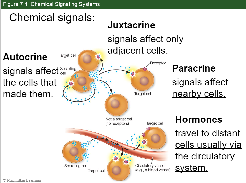 <p>A chemical signal that binds to and affects only adjacent cells and cells that are in direct contact with the cell producing the signal.</p>