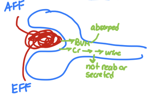 <ul><li><p>Oliguria</p></li><li><p><strong>Elevation</strong> of BUN:creatinine ratio</p><ul><li><p>decreased GFR → travel through tubule slowly → increased BUN/Cr ratio</p></li><li><p>increased GFR → fast through tubule → decreased BUN/Cr ratio</p></li></ul></li><li><p><strong>Activation</strong> of RAA system → renal vasoconstriction → increased vol by production of renin = fluid reab</p></li><li><p>Renal hypoxia and tubular cell death if blood flow <25% of normal</p></li></ul><p></p>