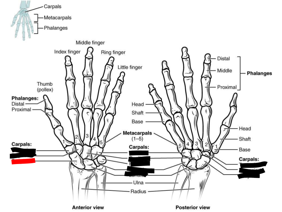 <p>carpals</p>