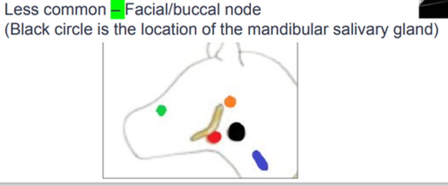 <p>Facial/buccal node</p>
