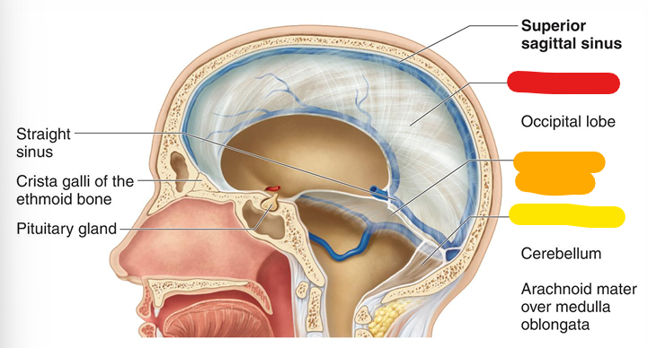 <p>between cerebral hemispheres; red (dura mater)</p>