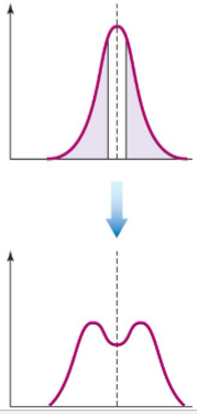 <p>favors individuals that vary in opposite directions from the mean</p><p>Example: Bill size in black-bellied seedcrackers.</p>