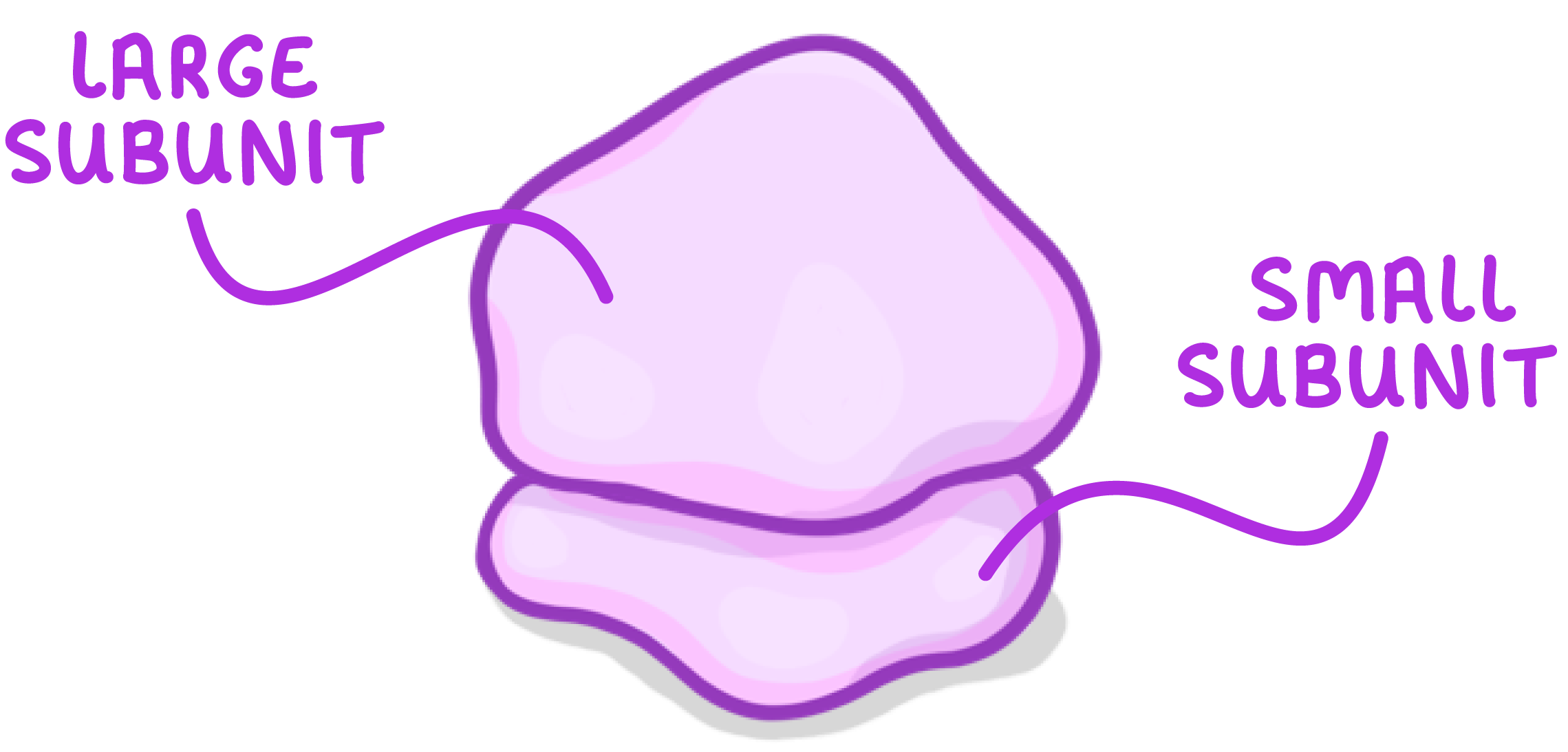 <p>A ribosome is a tiny organelle that either float free in the cytoplasm or attatch to the rough endoplasmic reticulum</p><p>Ribosomes are the site of protein synthesis</p><p></p><p>Ribosomes are made up of proteins and ribosomal RNA</p><p>it consists of a light sub unit on the bottom and heavy subunit at the top</p><p></p>