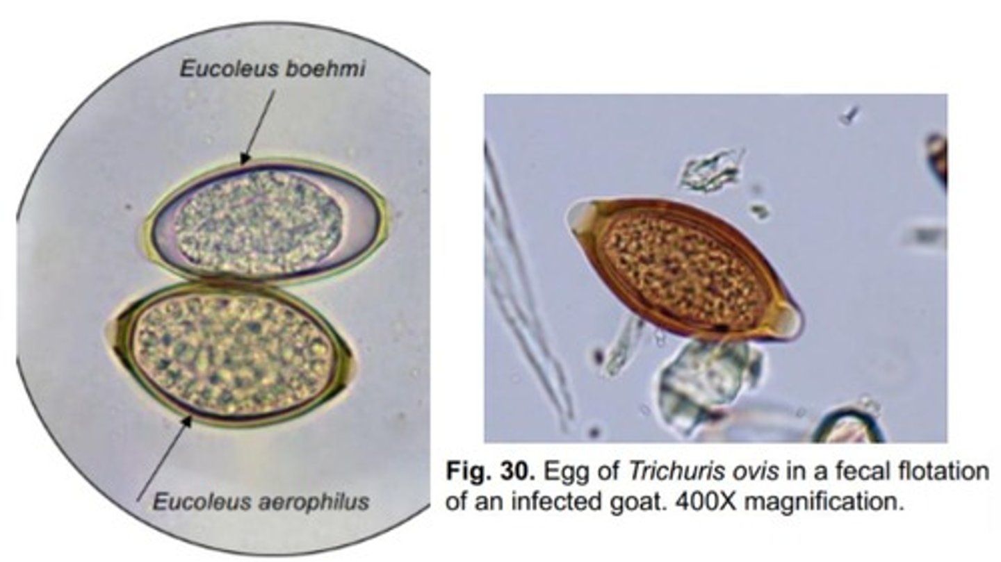 <p>Very small, thin nematodes with a stichosome esophagus typical of Enoplida</p><p>-Difficult to see grossly at necropsy</p><p>-Eggs are more barrel shaped (sides are more parallel) with a rough surface compared to Trichuris eggs</p><p>-Eggs may be in feces or urine depending on the type</p><p>*Ex: Eucoleus, Pearsonema</p>