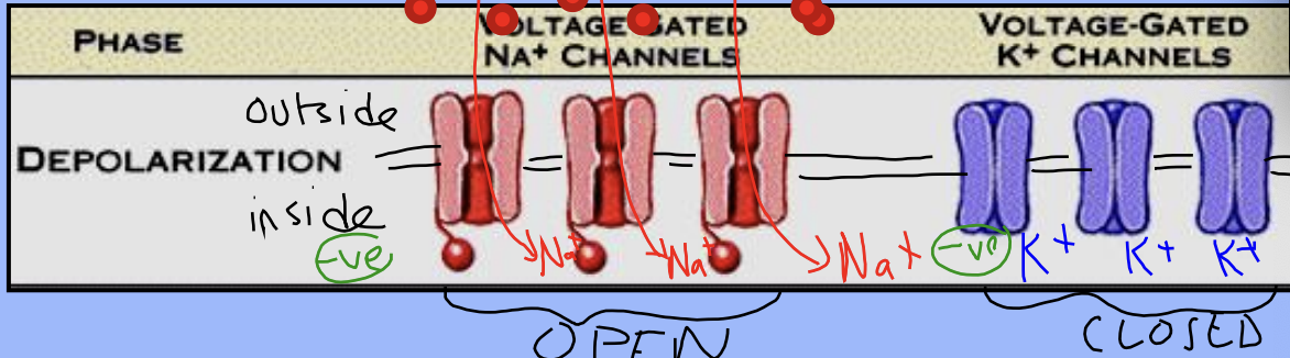 <p>It becomes <strong>permeable to sodium</strong></p>