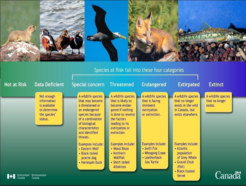 <p>After the govt recieves reccomendations from COSEWIC, the govt consults with concerned ministers, relevant wildlife management boards, and the public to consider many factors, including possible social and economic implications of listing the species </p><p>The govt then decides whether to add the species to the List of Wildlife Species at Risk (schedule 1 in the Act)</p><p>Once a species is listed, the provisions under SARA apply to protect and recover the species </p><p>The list will continually evolve as species are added or removed or their status changes </p>