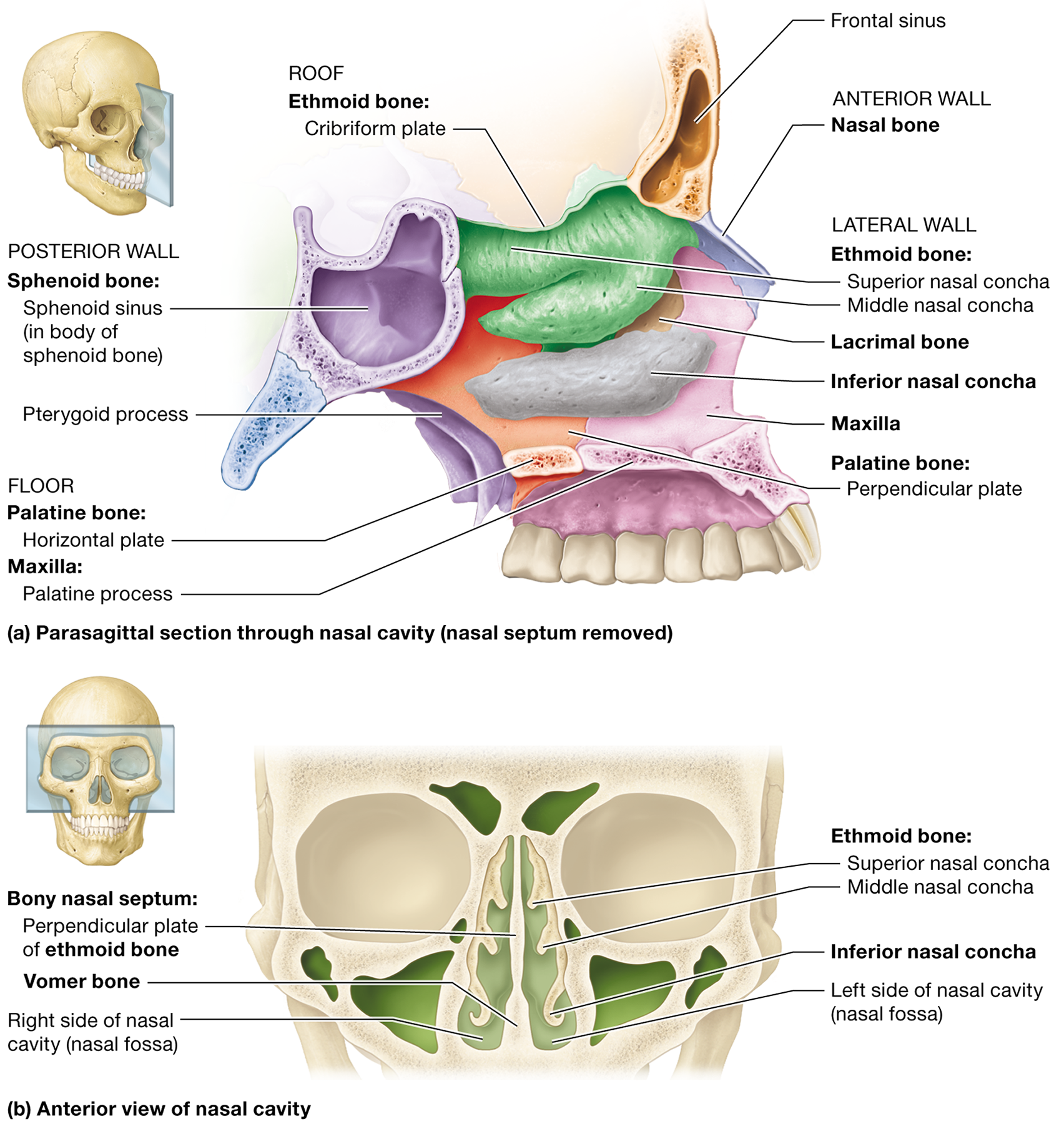 <p><strong>Hyaline cartilage</strong> (anteriorly), the <strong>perpendicular plate of the ethmoid bone</strong>, and the <strong>vomer</strong> (posteriorly)</p>