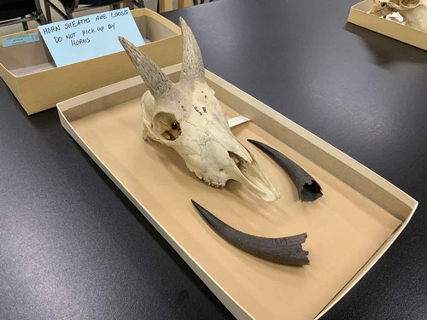 <p>Family, Order, Infraclass, Subclass</p><p>-horns present (mostly)</p><p>-no lachrimal foramen or depression</p><p>-selenodont typically</p>