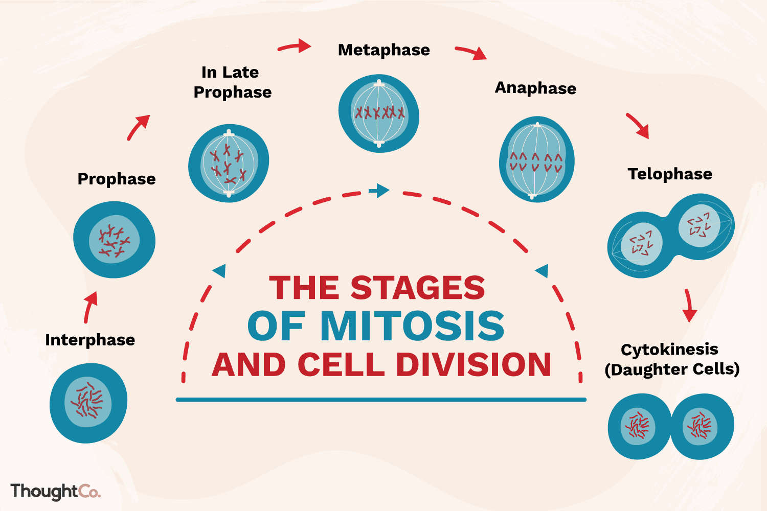 <p>The second main stage of the cell cycle</p>
