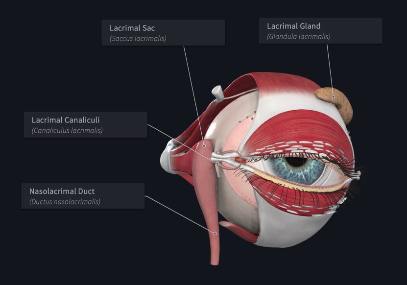 <p>Small hillocks at the medial end of each eyelid</p>
