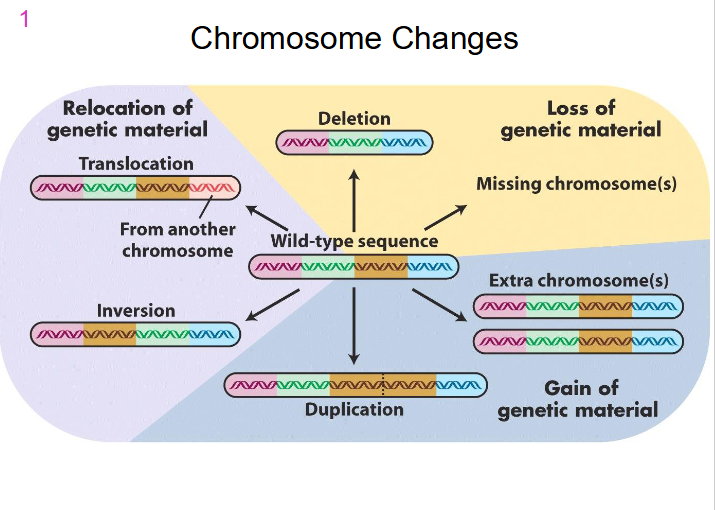 <p>- normal means a human who has all the genes in the correct place</p><p>- the sequence shown represents a chromosome</p>