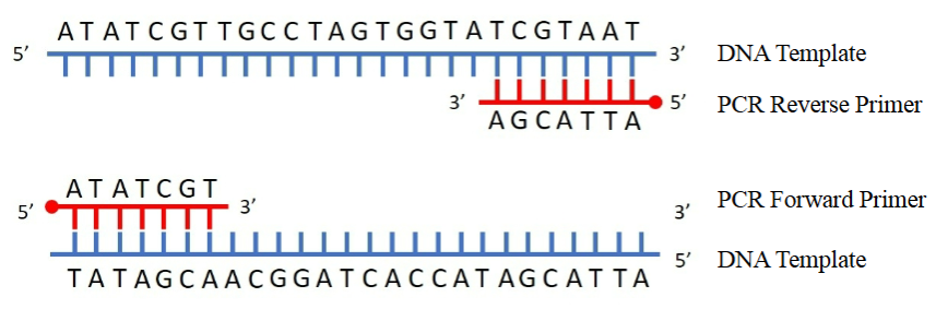 <p>What is this a diagram of </p>