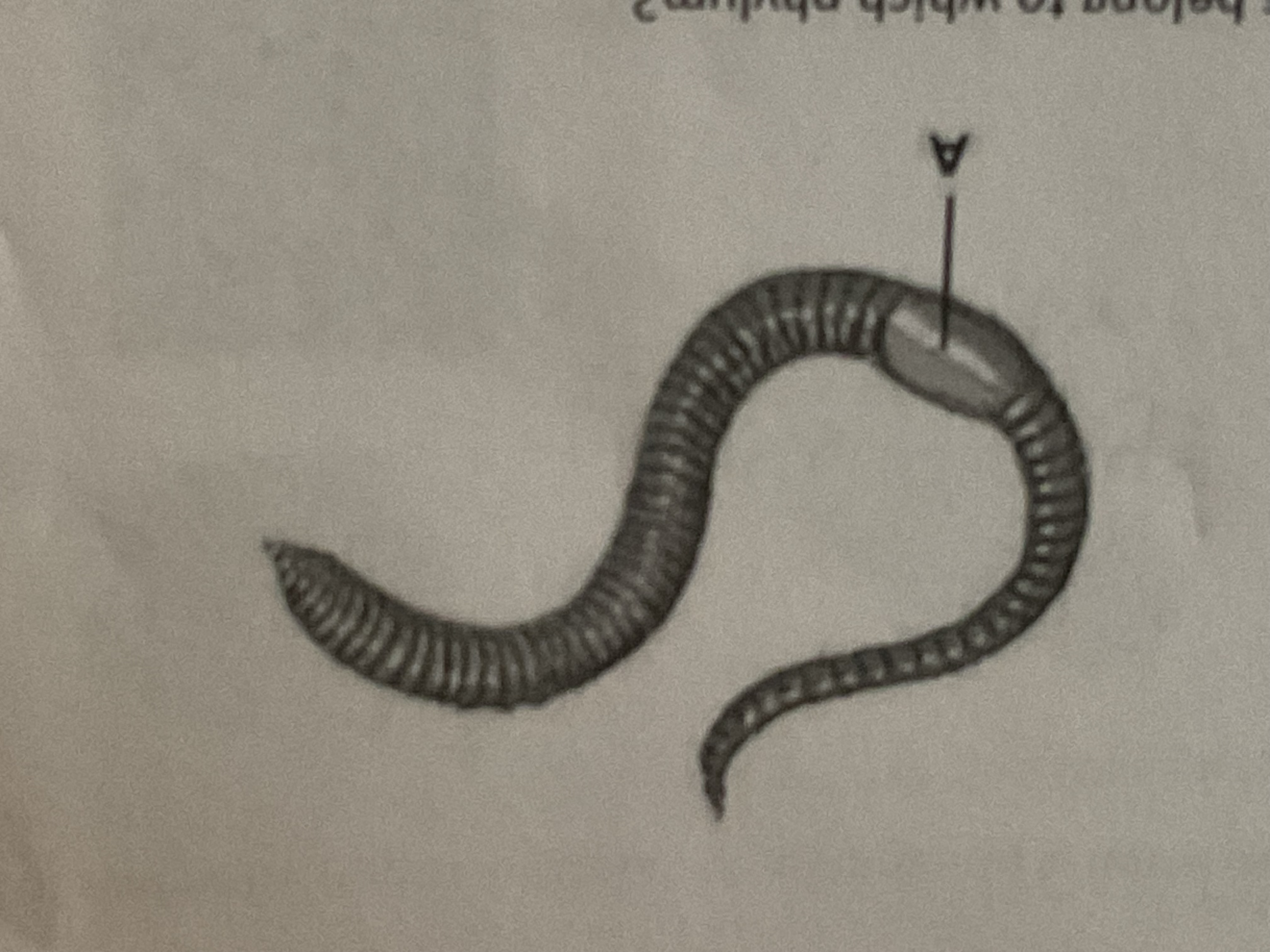 <p>what structure is this on earthworm?</p>