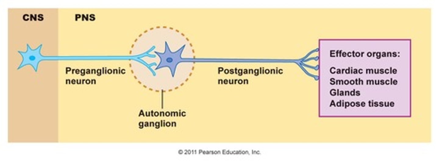 <p>Neuron located in ganglion outside CNS.</p>