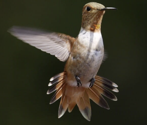 <ul><li><p>compact, stocky</p></li><li><p>bill is straight & long as its head</p></li><li><p>tail extends past wings when perched</p><ul><li><p>coppery sides on belly</p></li></ul></li></ul><p></p>