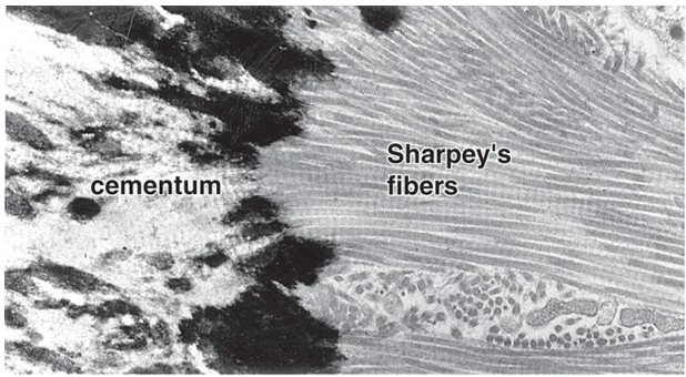 <p><span>Sharpey's fibers are collagenous fibers that anchor the periodontal ligament (PDL) to the cementum of the tooth on one side and to the alveolar bone on the other side</span></p>