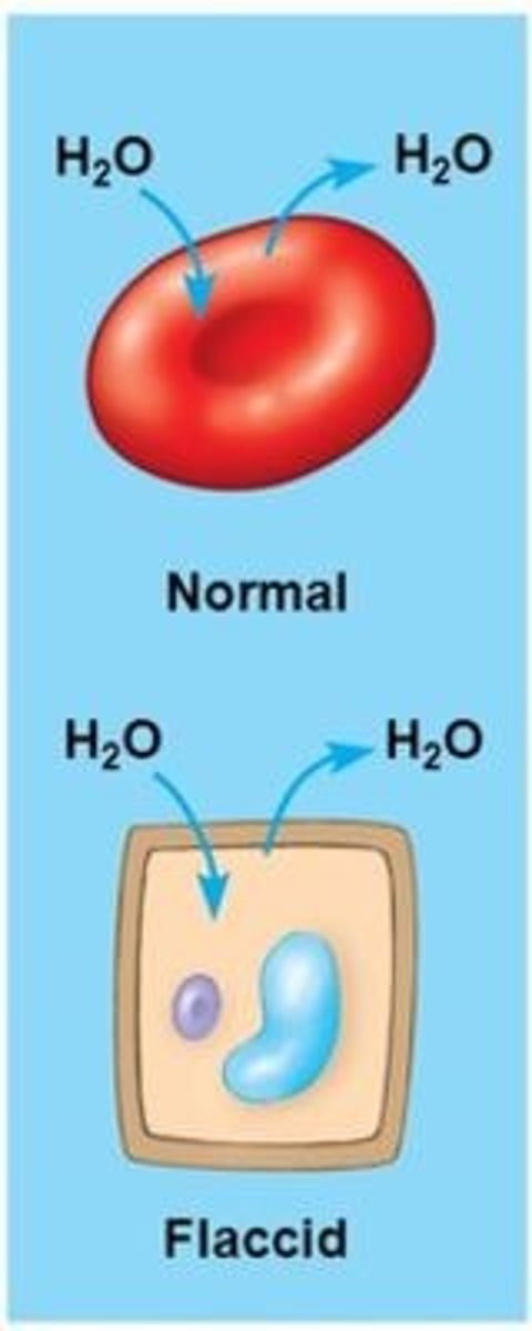 <p>Plants: flaccid</p><p>Animals: normal</p>