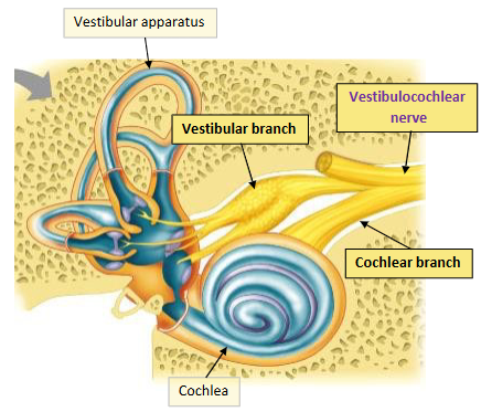 <p><span>Cochlear and vestibular branches of vestibulocochlear nerve originate here </span></p>