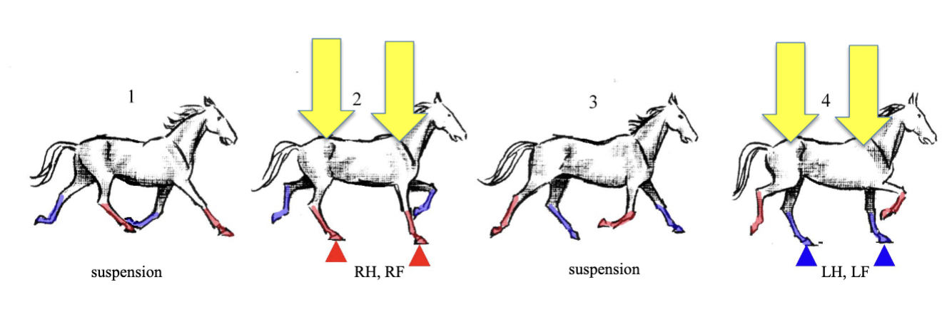 <p>2 beat, symmetrical, same side limbs strike (Ex. RH, RF), brief moment of suspension (passage, phase 1/3), natural for some</p>