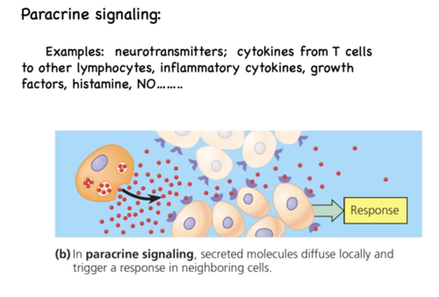 <p>Paracrine signaling</p>