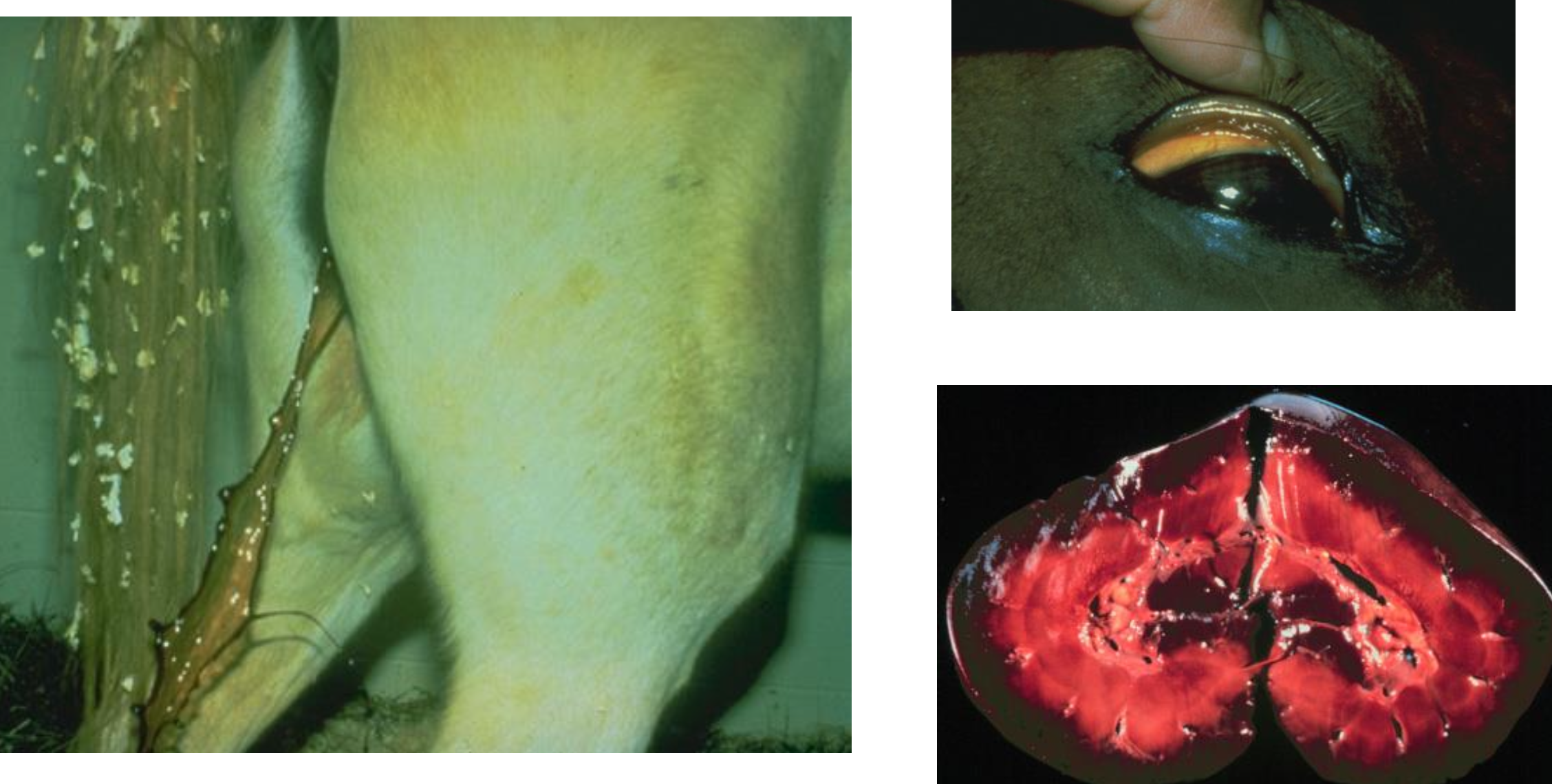 <p>equine (reported in zebra, donkey), report in 2 alpacas, other species potentially susceptible</p>