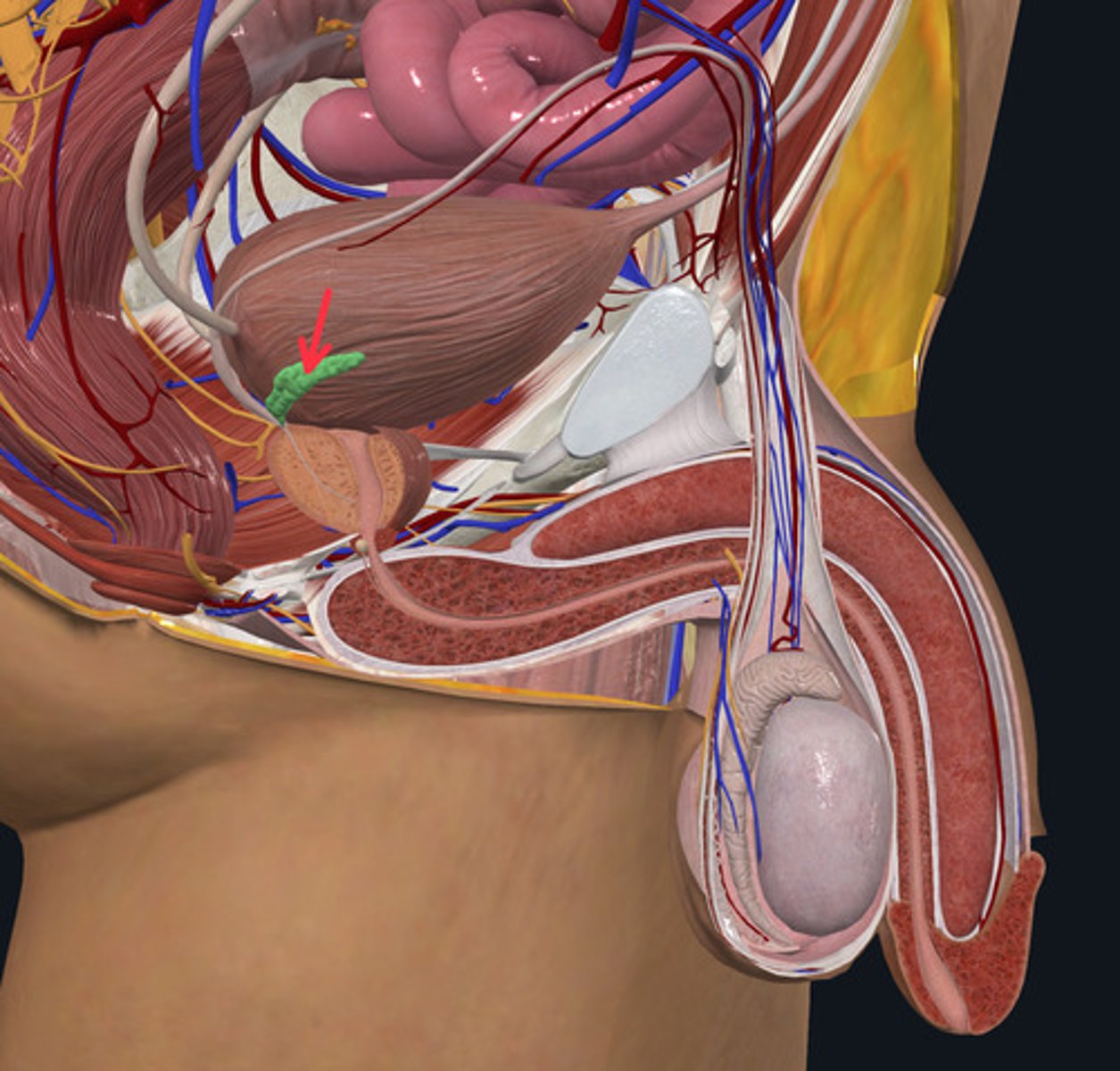 <p>ID Structure Highlighted Green Marked with the Red Arrow</p>