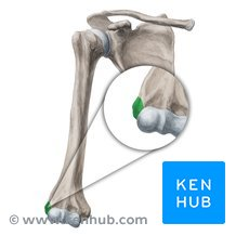 <p>A projection above a condyle</p>