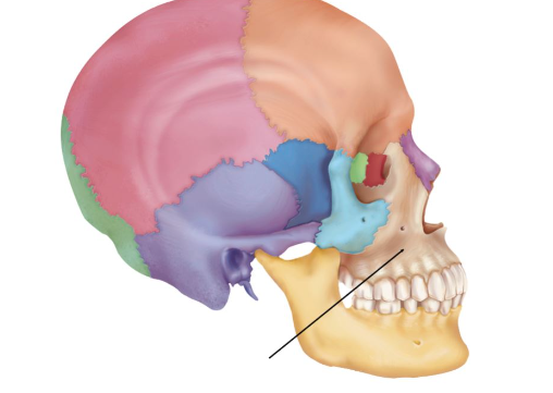 The facial bone indicated on the figure is the 
