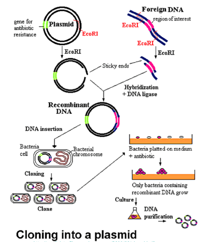 <ul><li><p>Using marker, identify clones that successfully obtained recombinant DNA. </p></li><li><p>Use selective growth mediums ex. antibiotic resistance + bacteria on medium with an antibiotic</p></li><li><p>Culture the remaining recombinant clones that survive</p></li><li><p>DNA purification</p></li><li><p>Left with clones</p></li></ul><p></p>