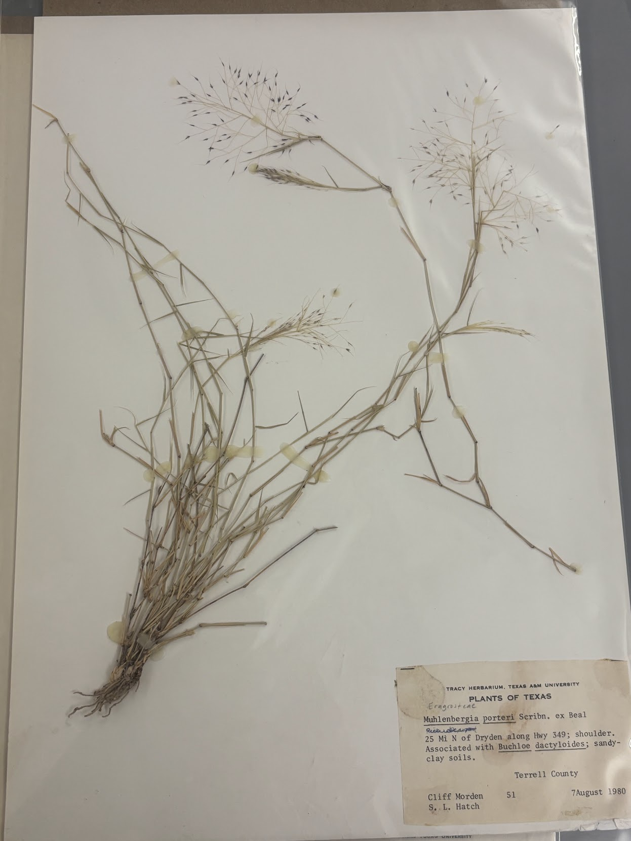<p>Eragrosteae - Muhlenbergia porteri - bush muhly </p>