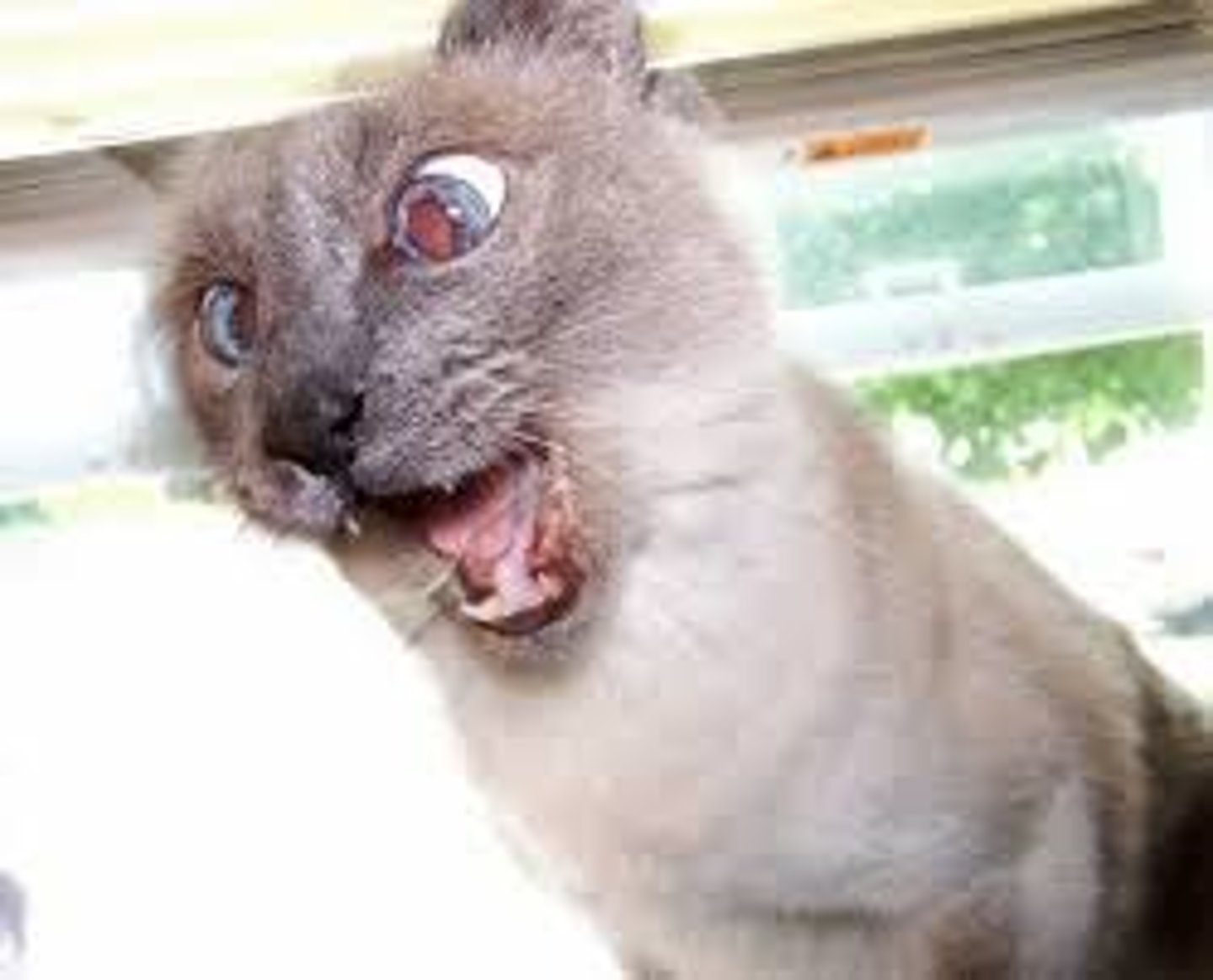<p>crazy</p>