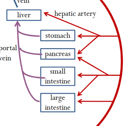 <p>75% from digestive organs (blood rich in nutrients and lower in O2) via portal vein; 25% from hepatic artery (oxygenated). Acts as a filter</p>